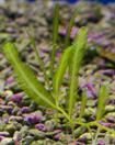Caulerpa taxifolia